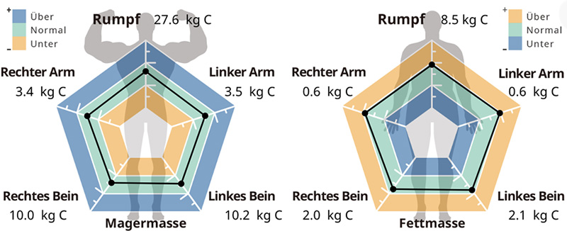 Segmental Muscle Fat and Radar Chart