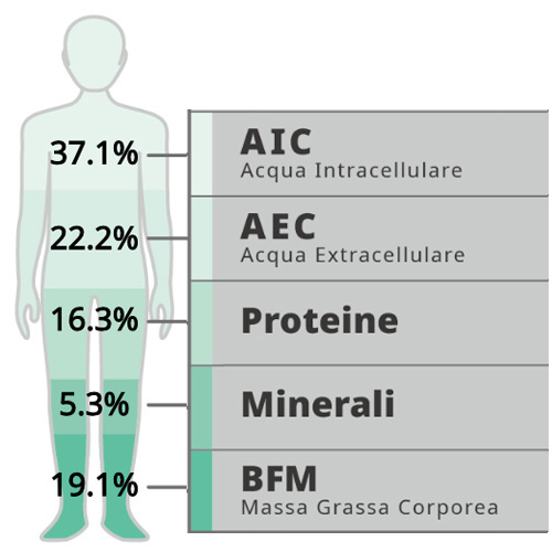 Guida al Modello di Composizione Corporea a 4 Compartimenti