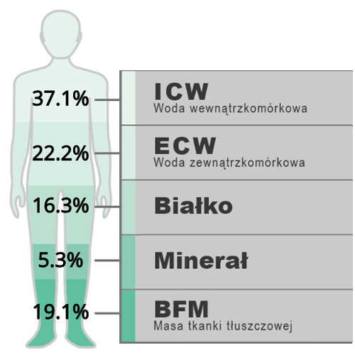 Przewodnik po 4-segmentowym modelu składu ciała