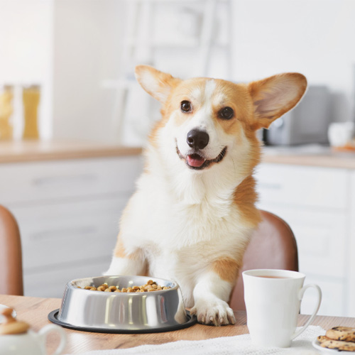 Why it's important to monitor your pet's weight